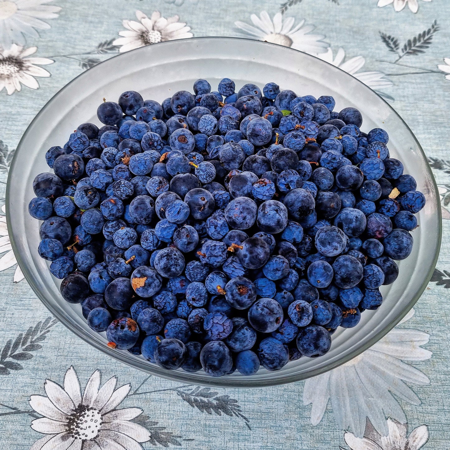 Wilde Schlehe (1 kg Beeren für Bargnolino-Likör)