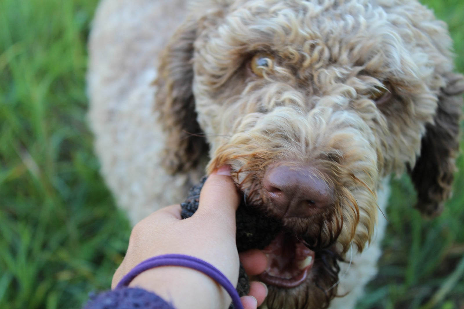 Lagotto romagnolo con tartufo in bocca