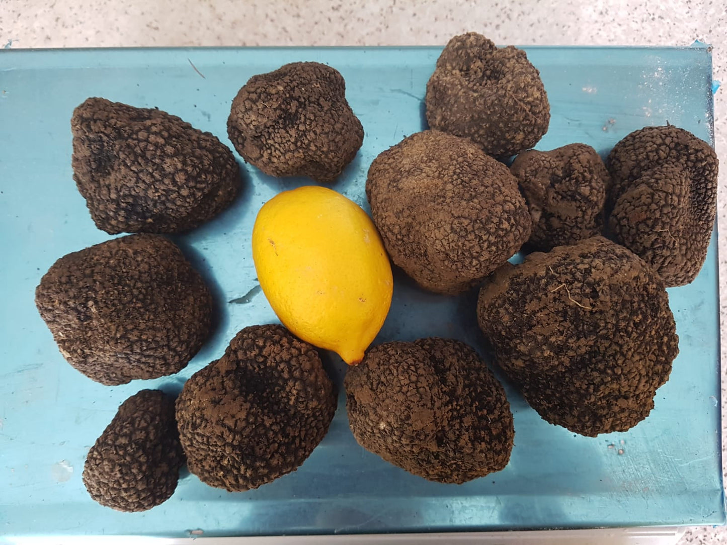Sommertrüffel (Tuber Aestivum)