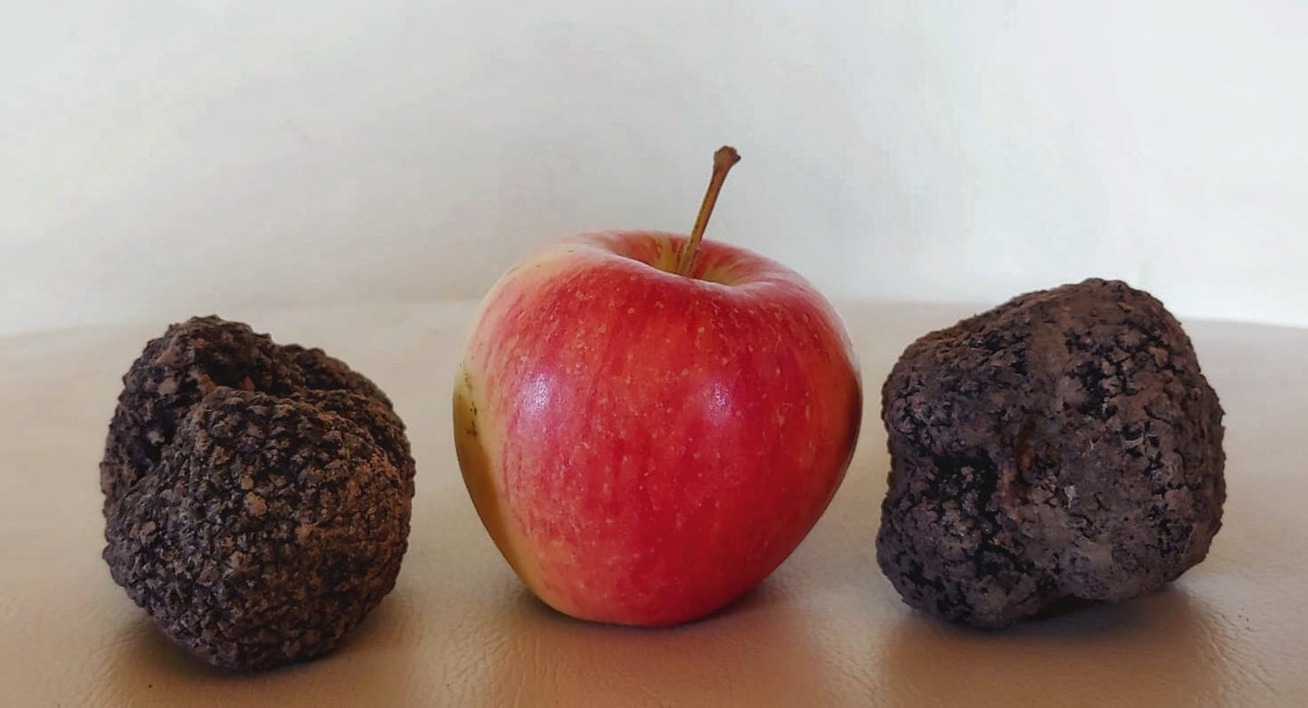 Black truffle Aestivum (summer truffle)