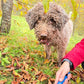 Lagotto trova tartufo