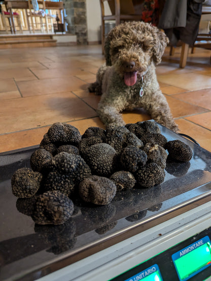 Chasse aux truffes avec déjeuner/dîner