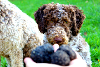 Chasse aux truffes avec déjeuner/dîner