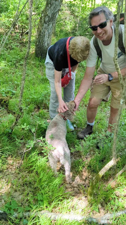 Chasse aux truffes avec déjeuner/dîner