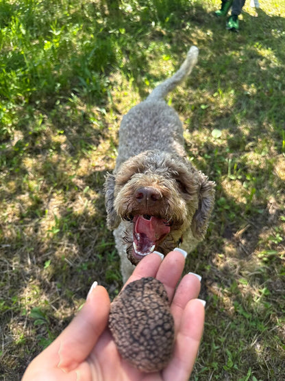 During truffle hunting experience